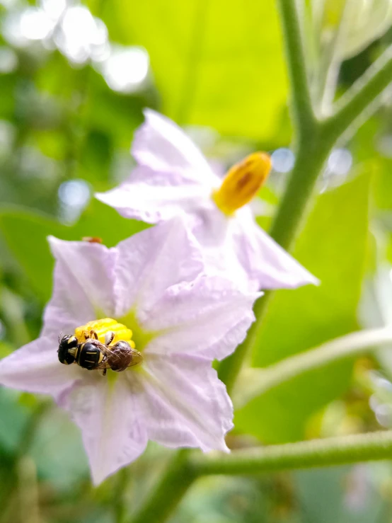 a bum on a flower with a bee crawling in it