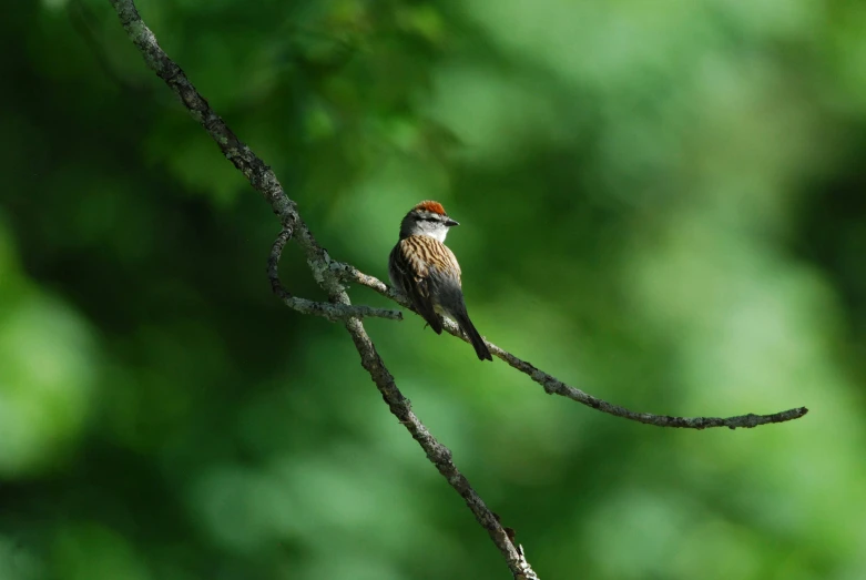 a small bird on a tree nch next to leaves