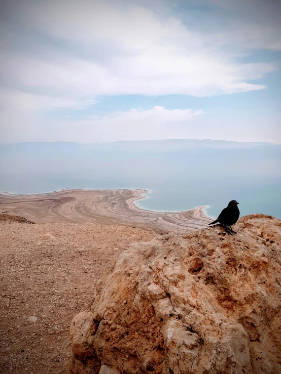 the lone black bird is sitting on top of a hill