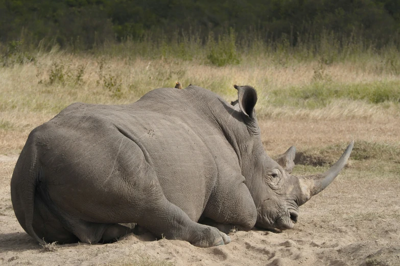 rhinoceros are dead on the grass and dirt