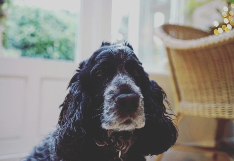 a black and white dog sits in front of the open window