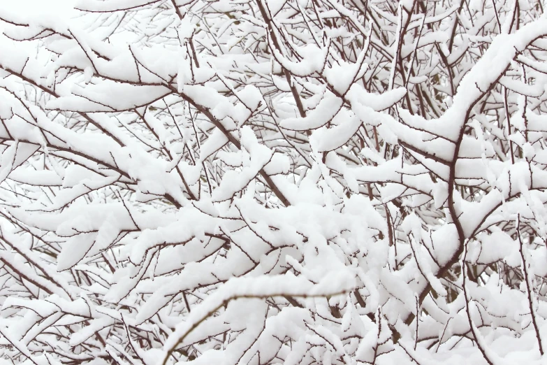 a bunch of snow that is on the nches of trees