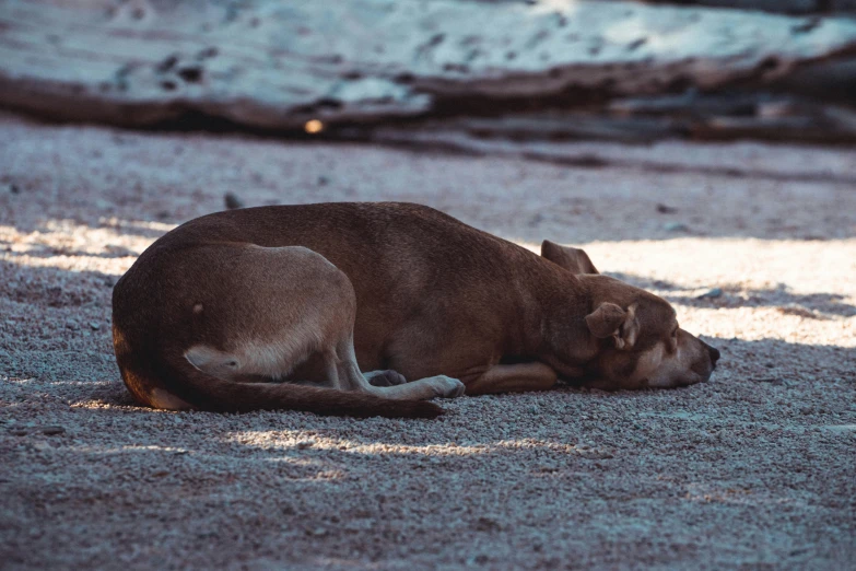 a large brown dog sleeping on the ground