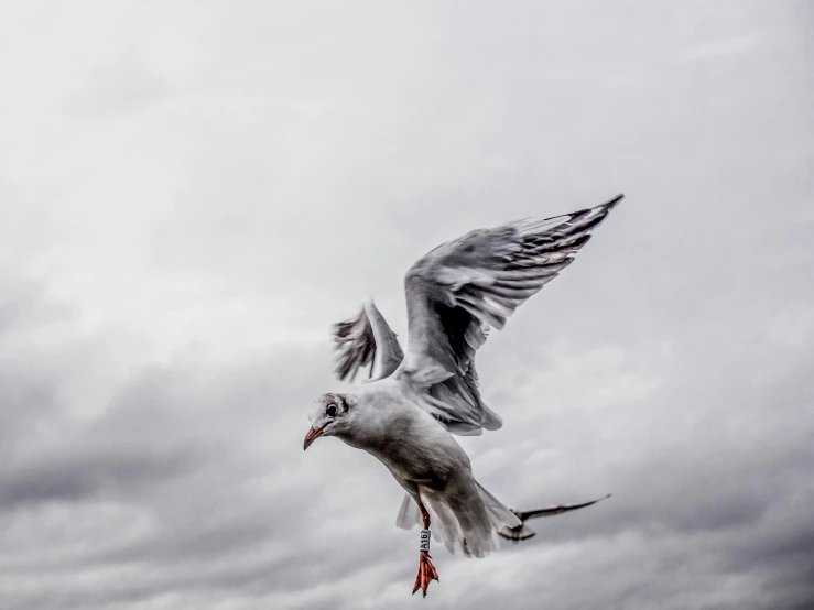 a seagull flying in the cloudy sky and an orange rope