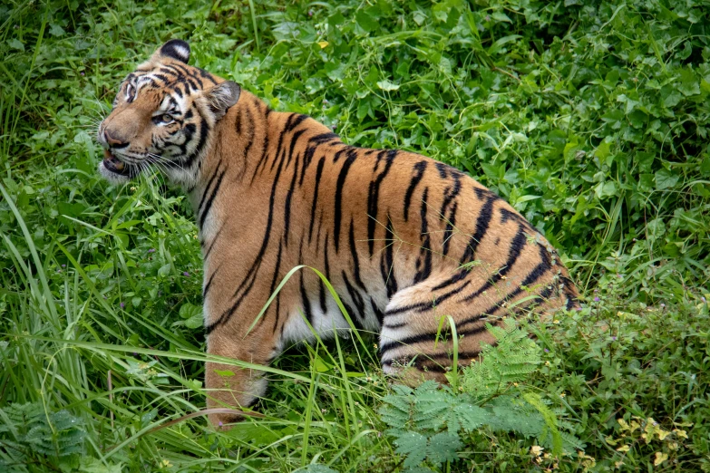 a tiger that is sitting in the grass