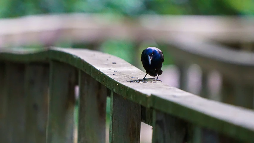 a bird with a white and blue head perched on the top of a wooden fence