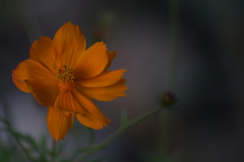 an orange flower is blooming in the midst of green stems