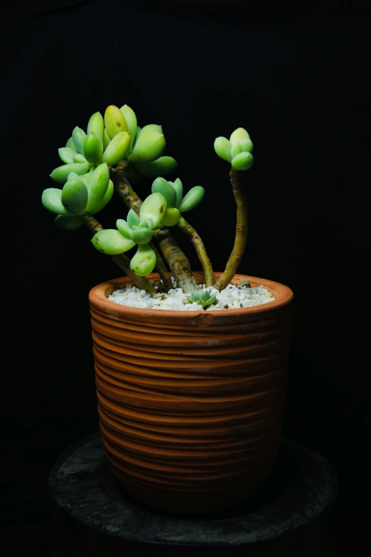 a brown plant sitting on top of a wooden table