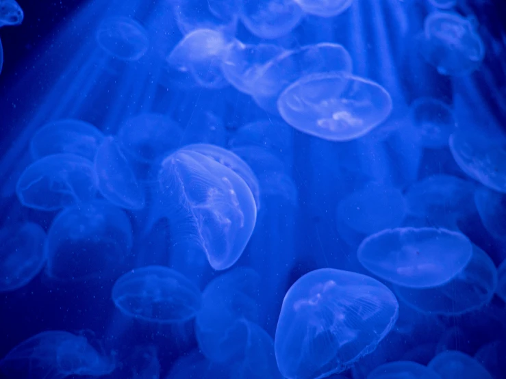 several sea anemones are swimming underwater