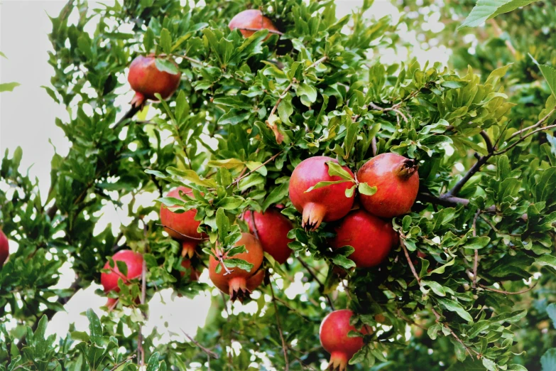 the pomegranates are growing on the tree nches