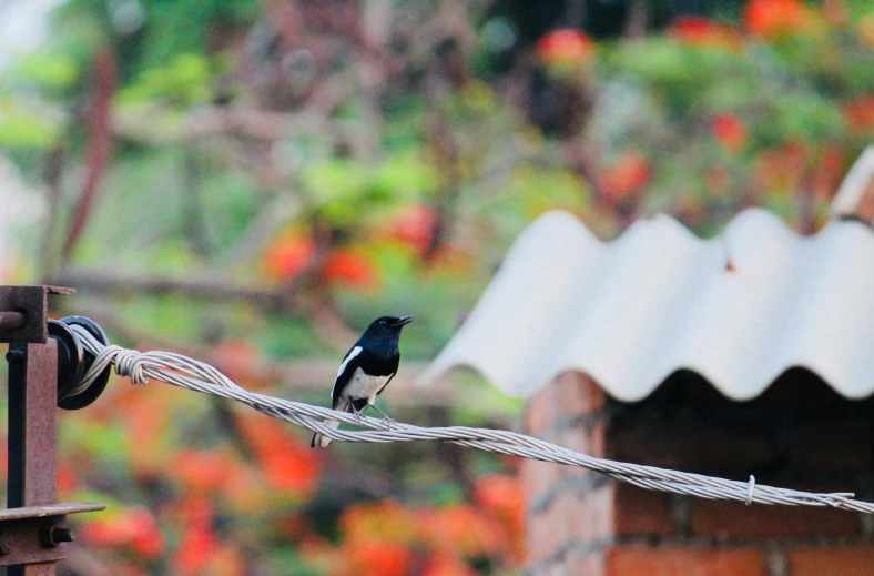 a black bird sitting on a wire outside