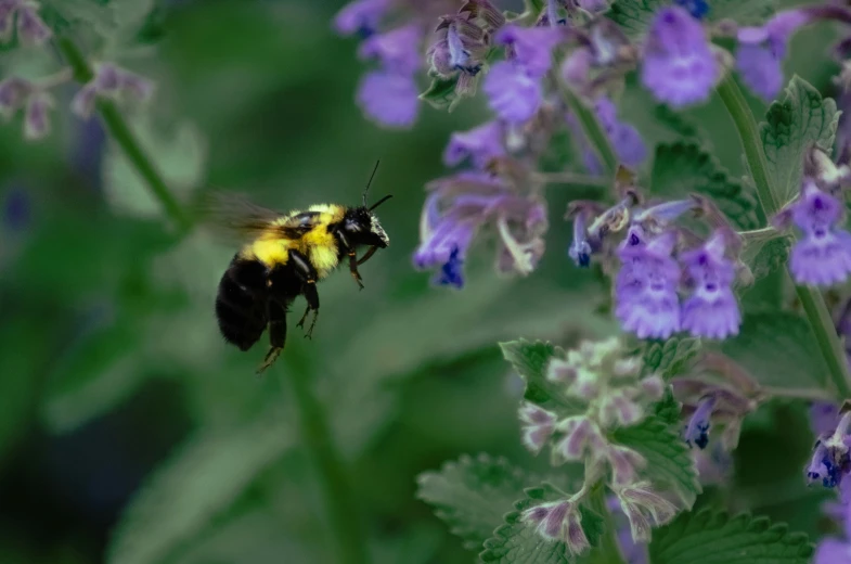 the bum is flying toward the purple flowers