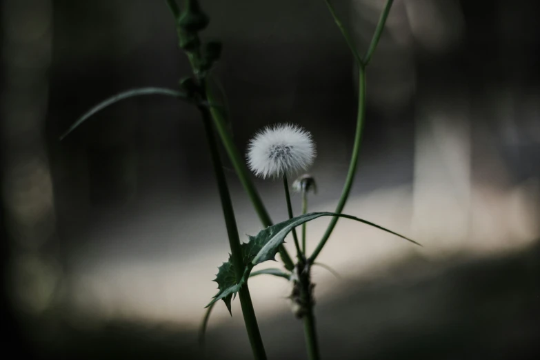 there is a small flower sitting next to a big dandelion