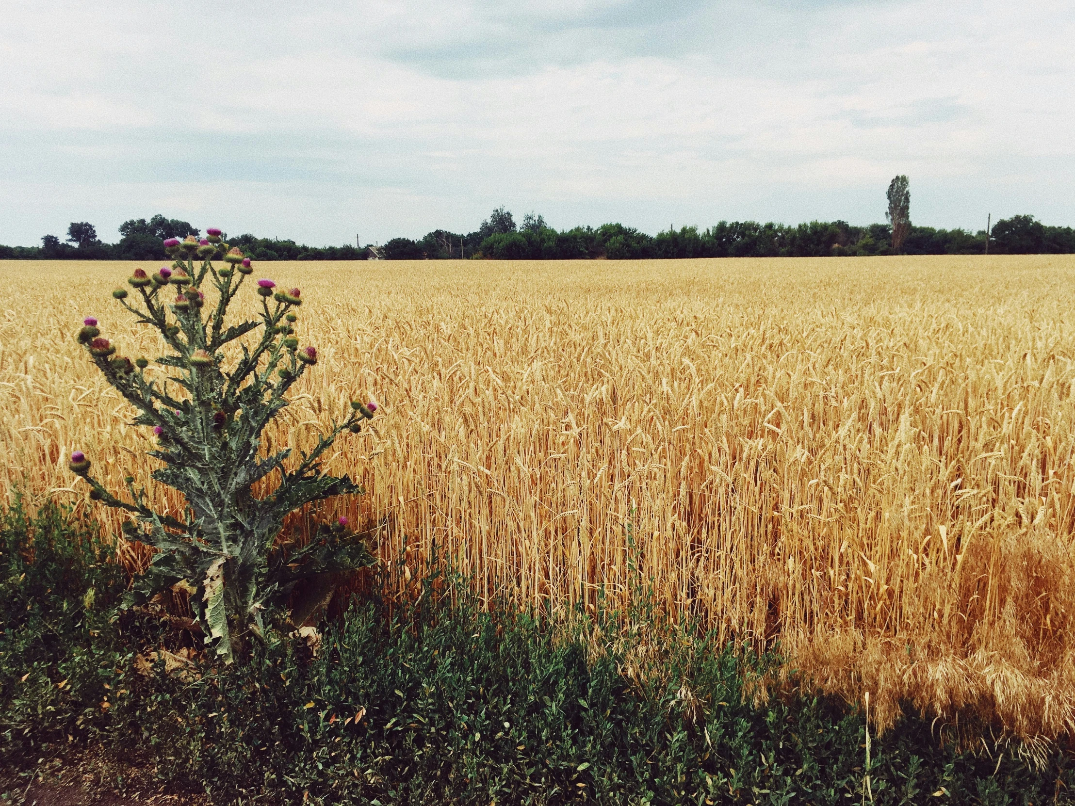 a field that has an interesting looking plant in it