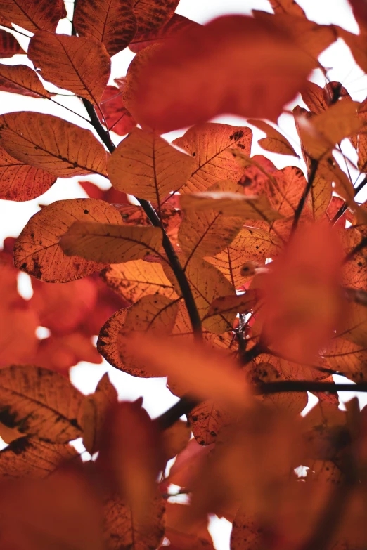 a view up at the tops of autumn leaves