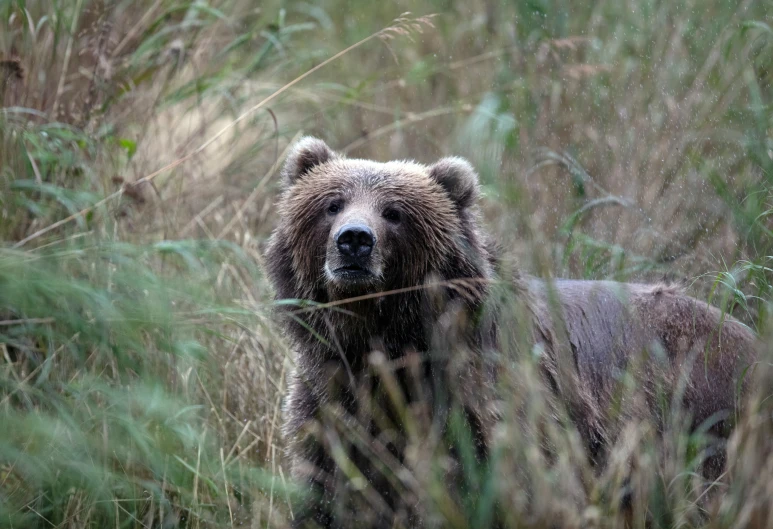 a grizzly bear looking at the camera through tall grass