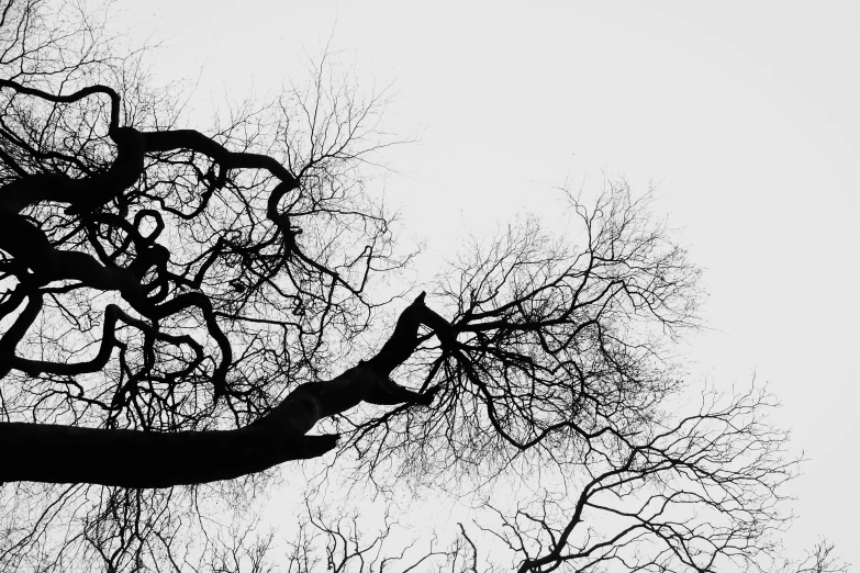 tree nches without leaves against a light sky