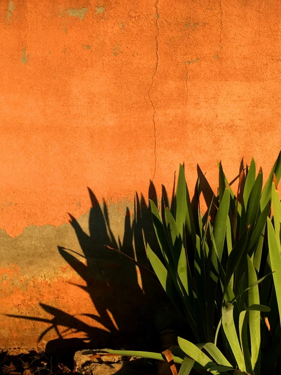 an orange wall with flowers near it