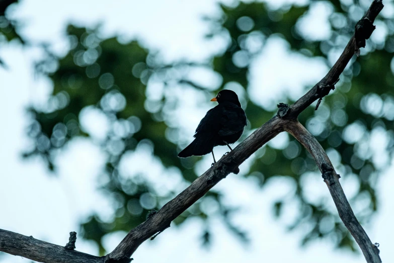 blackbird sitting on nch with green leafy tree in background