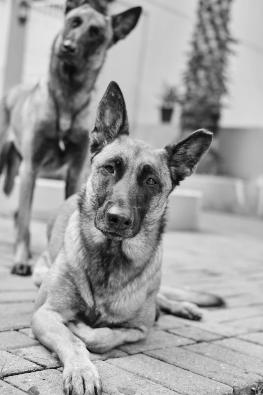 two dogs laying on the ground one is sad and one is happy