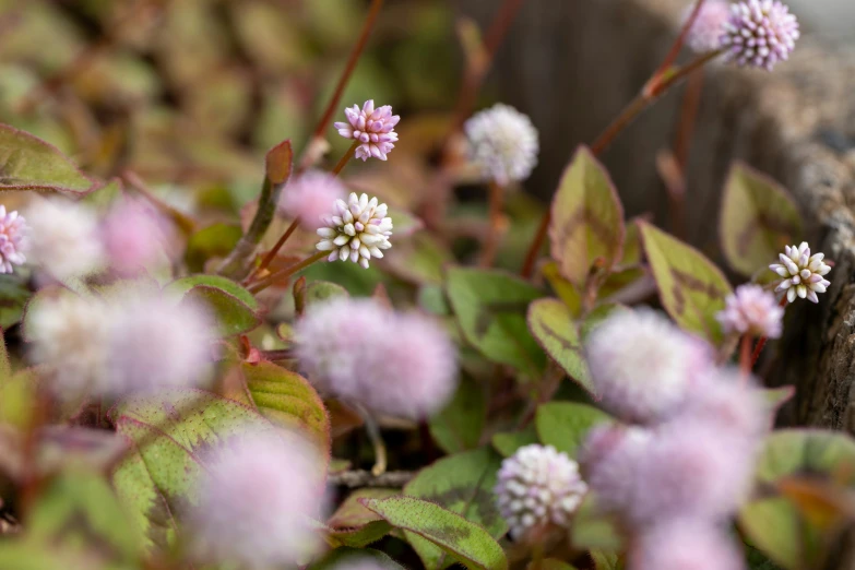 close up of some pink and white flowers