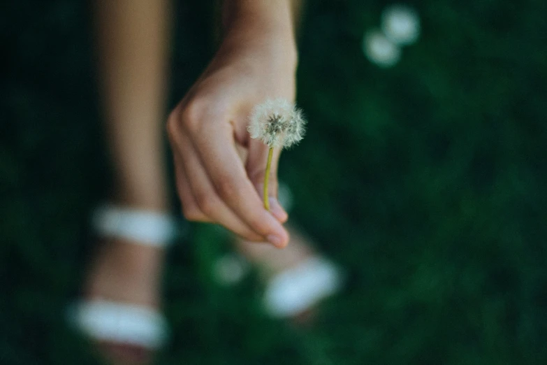 someone is holding a dandelion in their hand