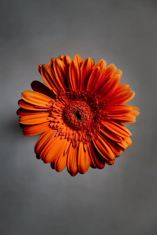 there is an orange flower on the table