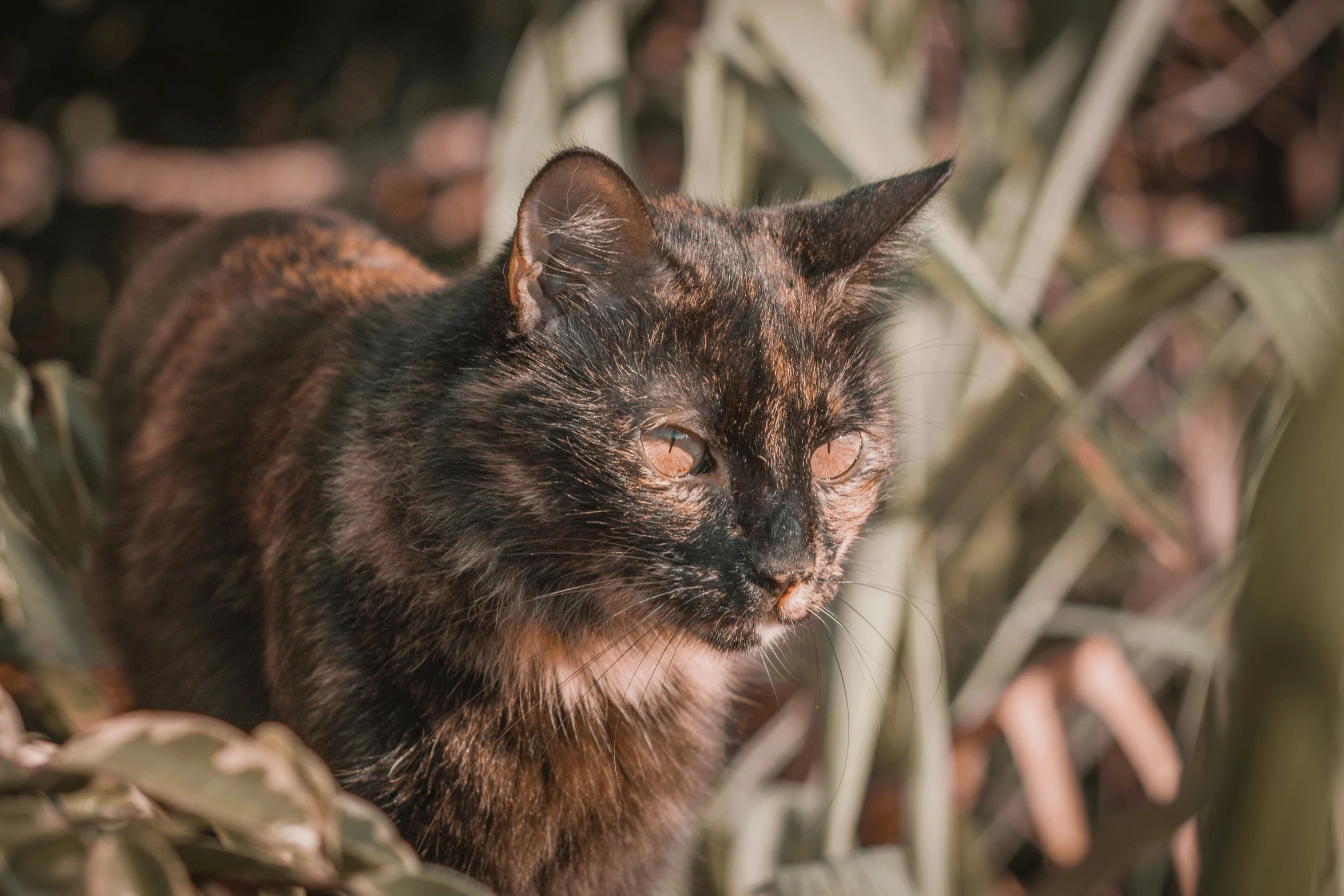 a cat looks into the camera while standing in a field