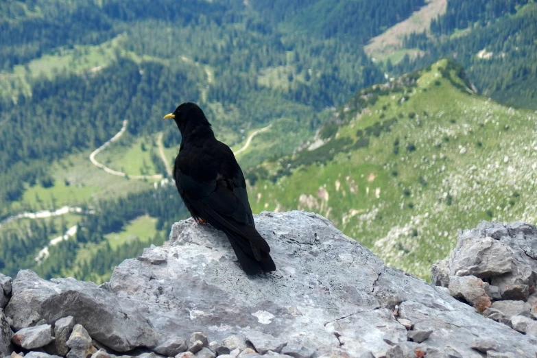 a bird sitting on the top of a rock in the mountain