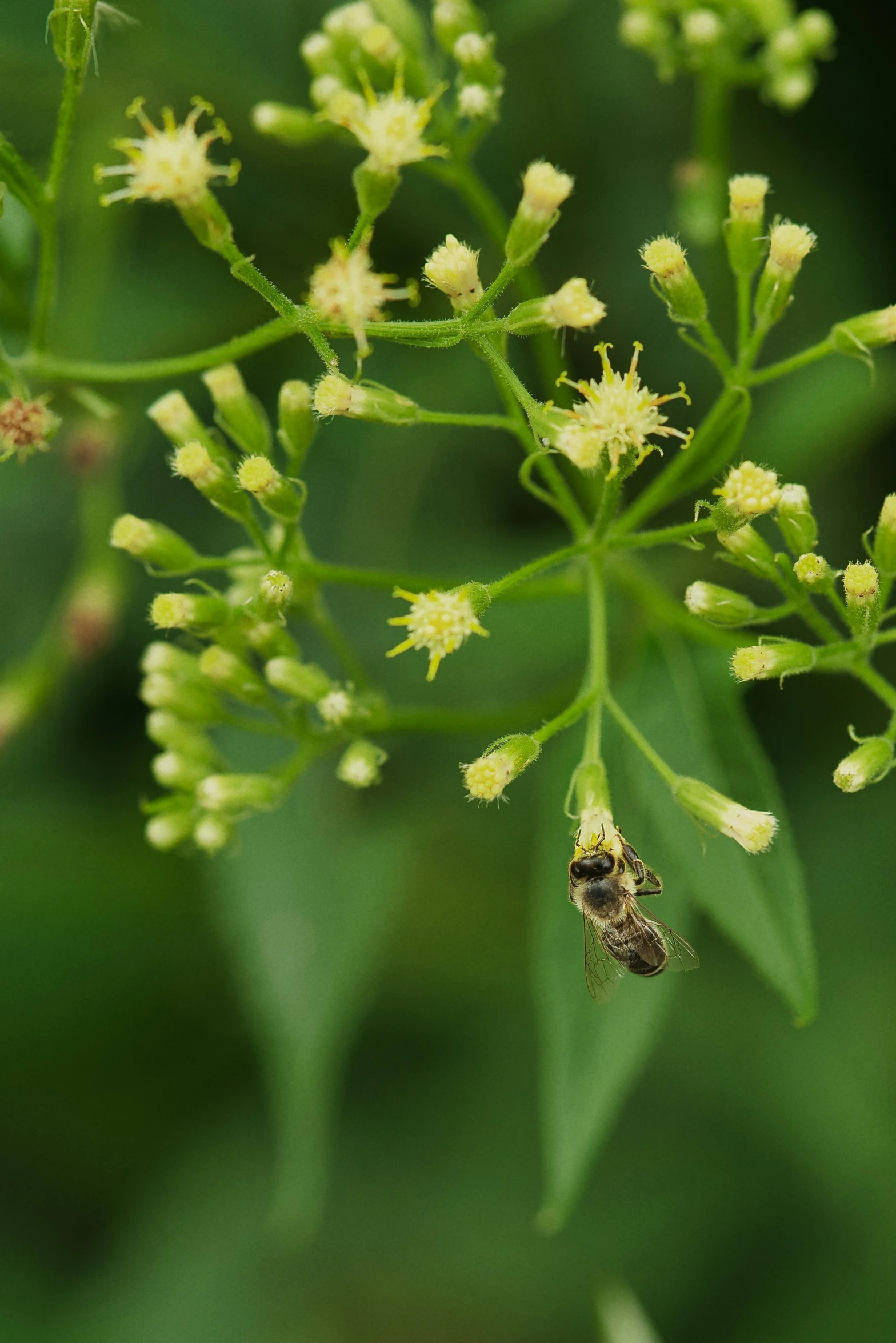 the flowers and bees are all growing together