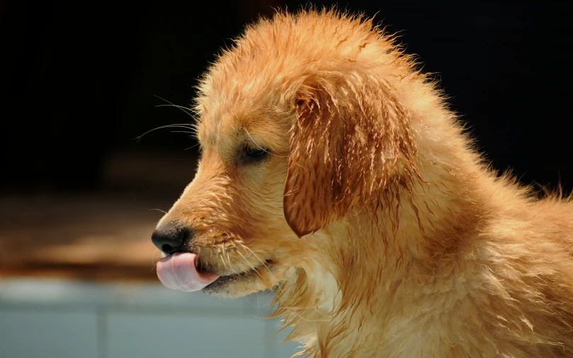 a wet dog with it's tongue out looking at the ground