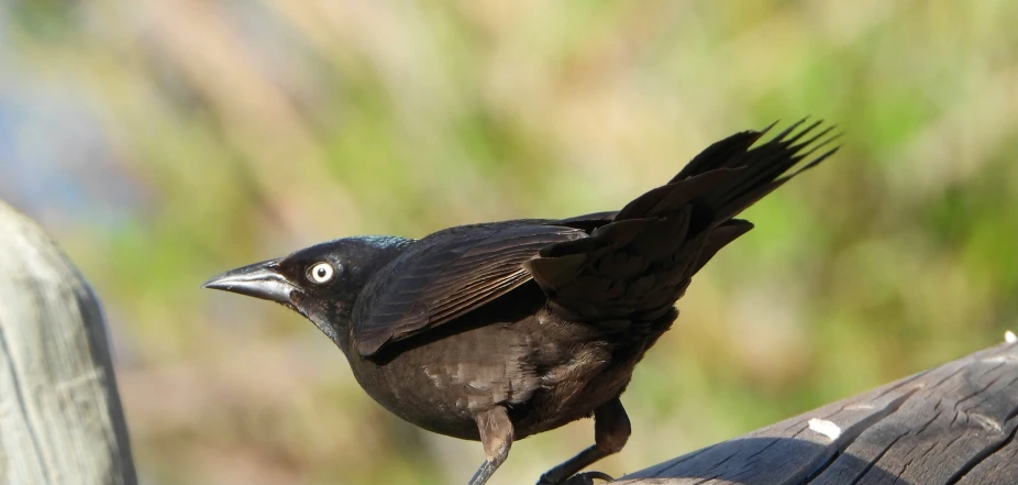 a black bird is sitting on top of the wooden post