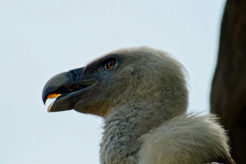 a very large bird with a strange looking face