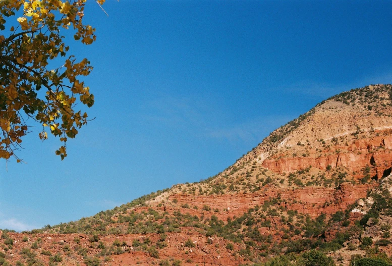 trees that are growing in the dirt