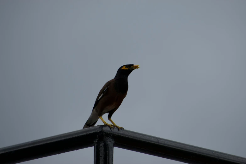 a bird sits on top of a metal structure