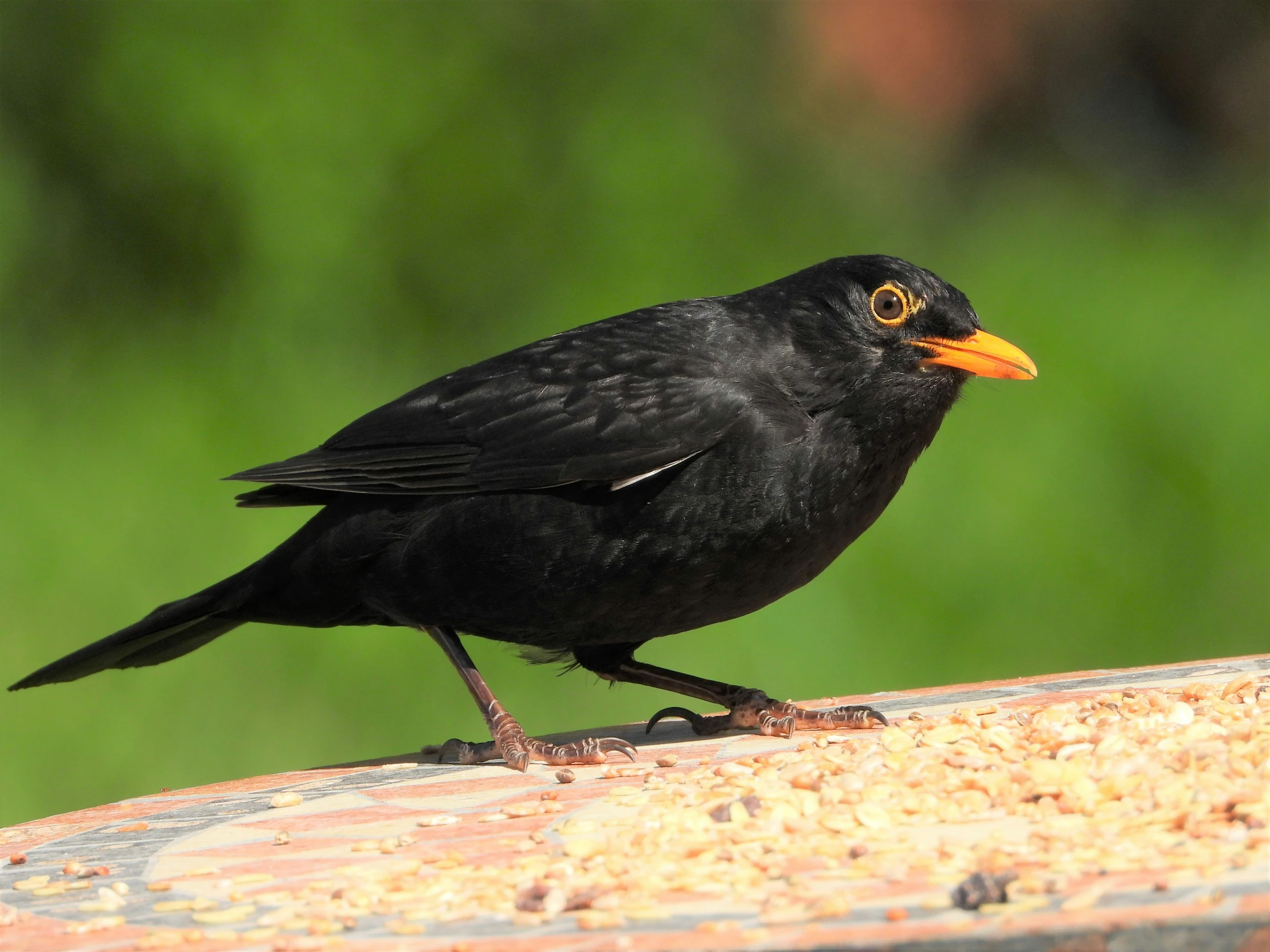 a small black bird sitting on top of a wooden table