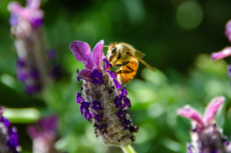 a honey on top of a purple flower