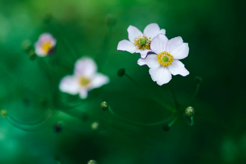 small white flowers in bloom with a green background