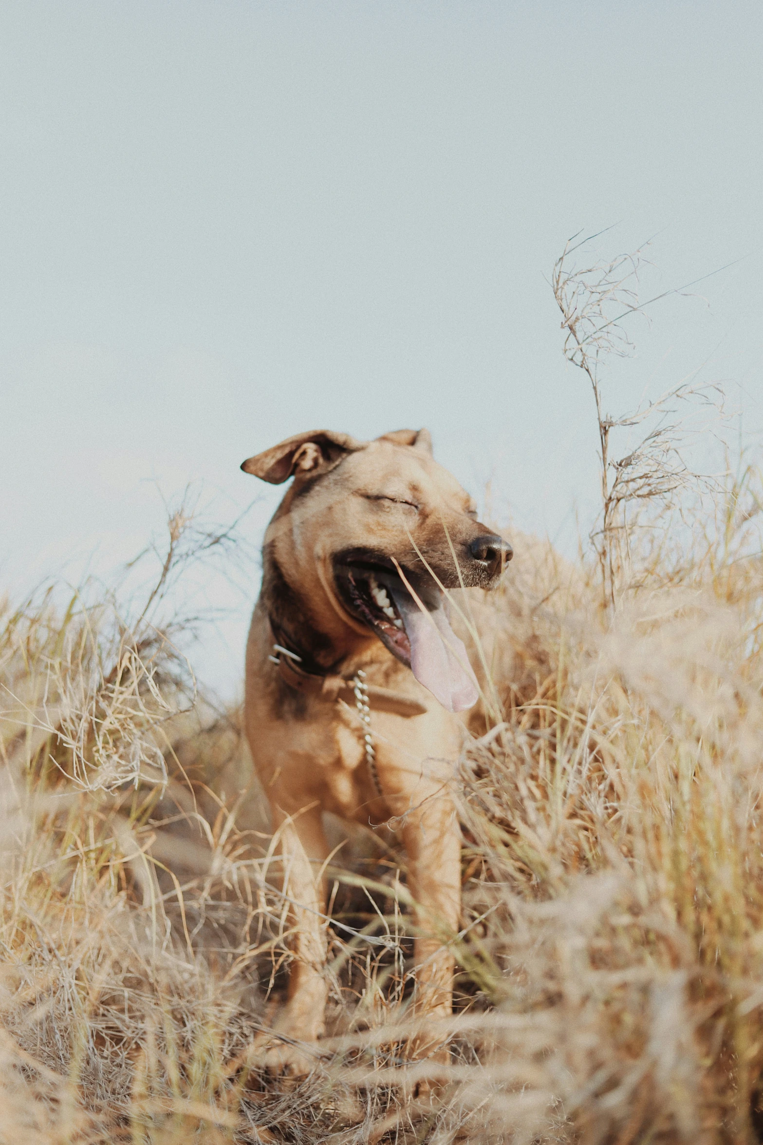 a dog is walking through a grassy field