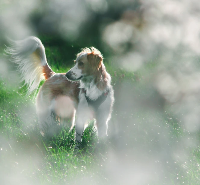 a dog standing in some green grass with its mouth open