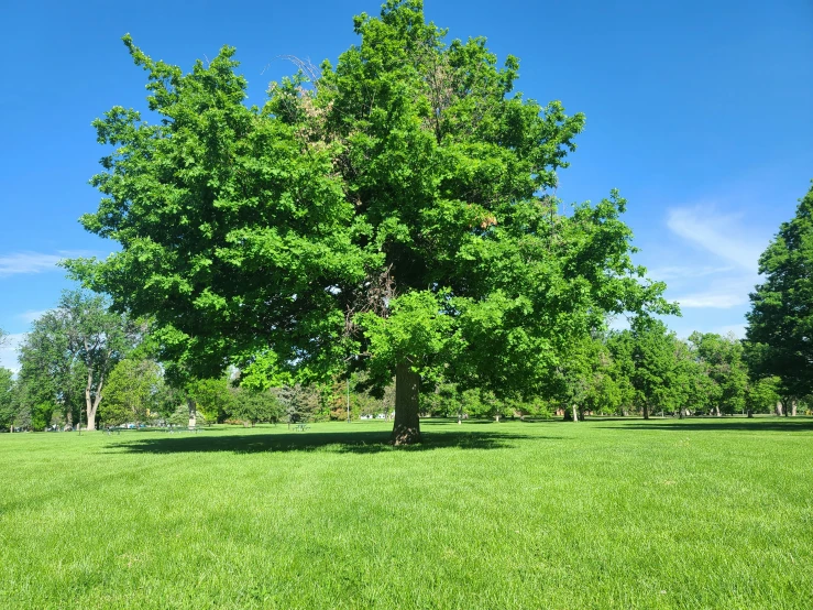 the tall tree is shown standing in the green grass