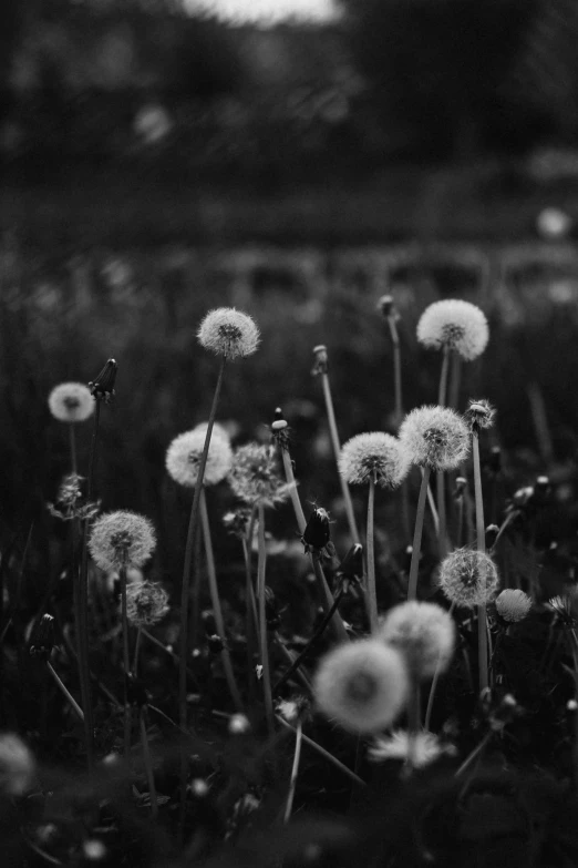 many dandelions in the field are growing