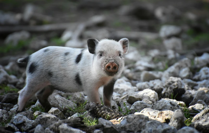 small pig standing on rocks in the ground