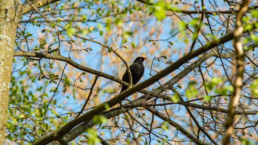 black bird perched in tree top with light blue sky background