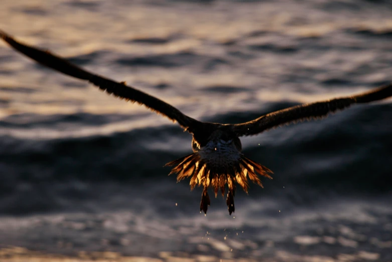 an eagle soaring over the ocean on a sunny day