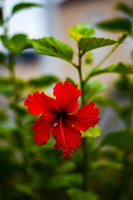 a red flower grows in a garden area