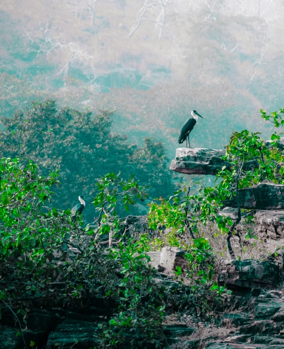 a large bird is perched on a rock cliff