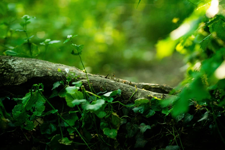 a log in the middle of green foliage