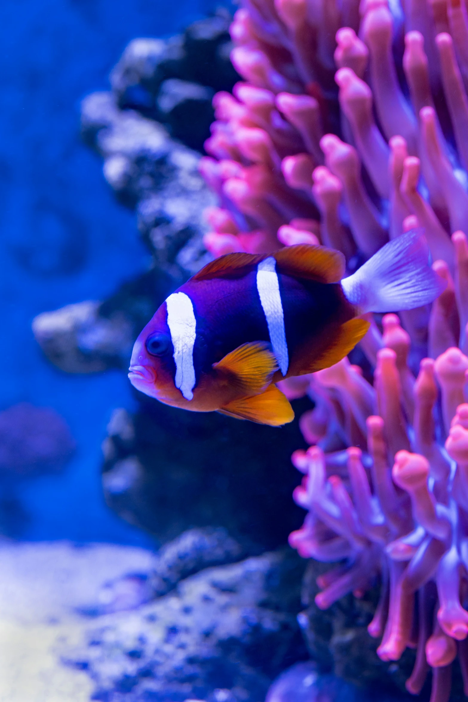 an orange and white fish in an aquarium