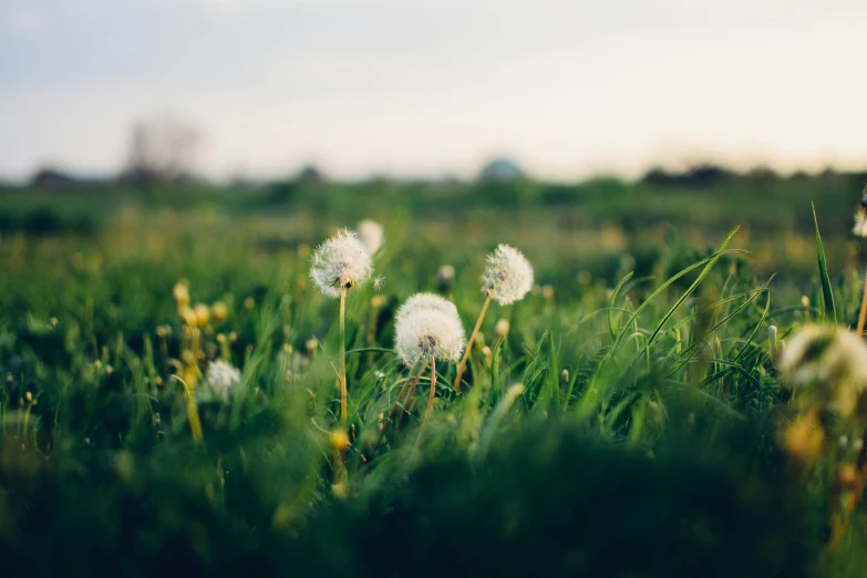 this po shows some fluffy white flowers in grass